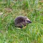 neugieriger kleiner Igel