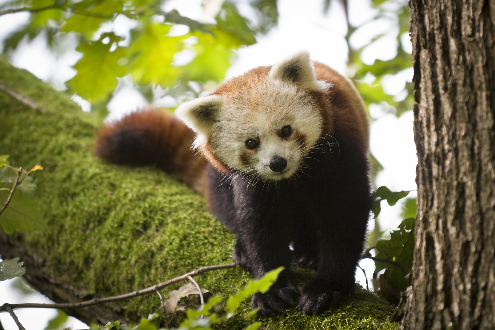 Neugieriger Kleiner Panda