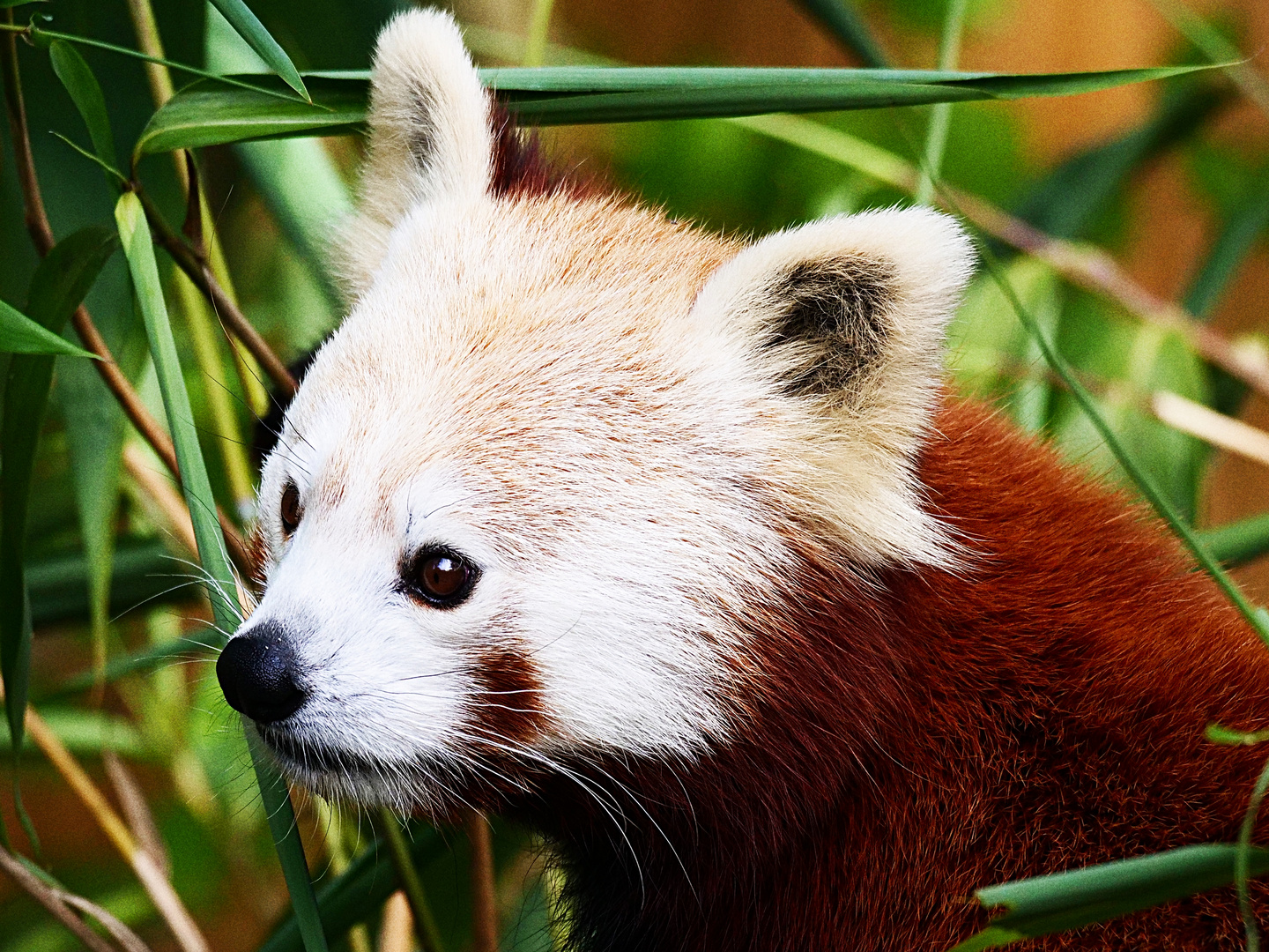 Neugieriger Kleiner Panda