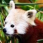 Neugieriger Kleiner Panda