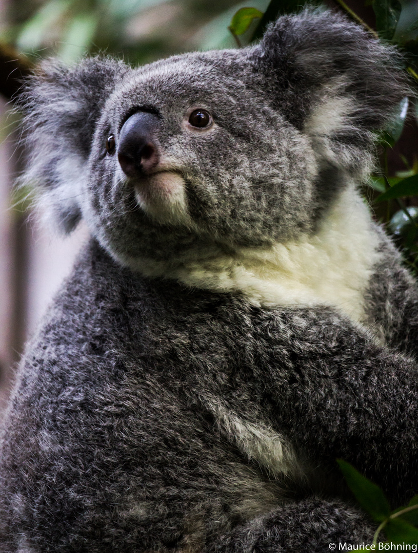 Neugieriger Koala!