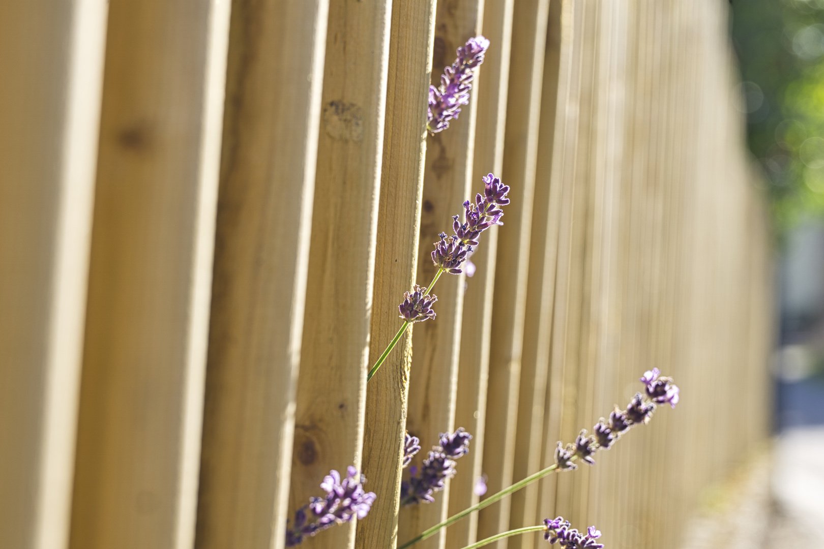 neugieriger Lavendel