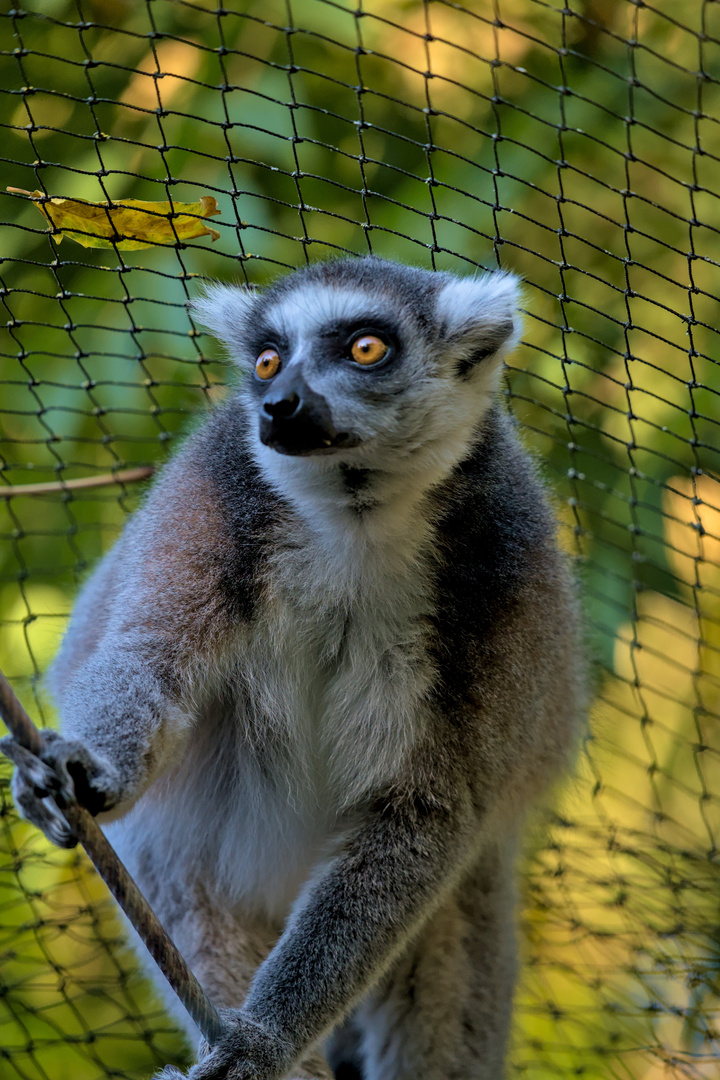 Neugieriger Lemur