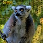 Neugieriger Lemur