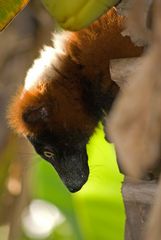 Neugieriger Lemur