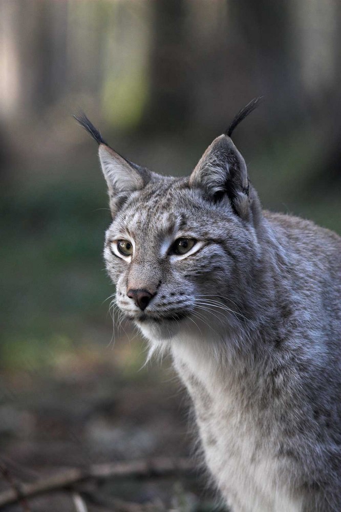 Neugieriger Luchs