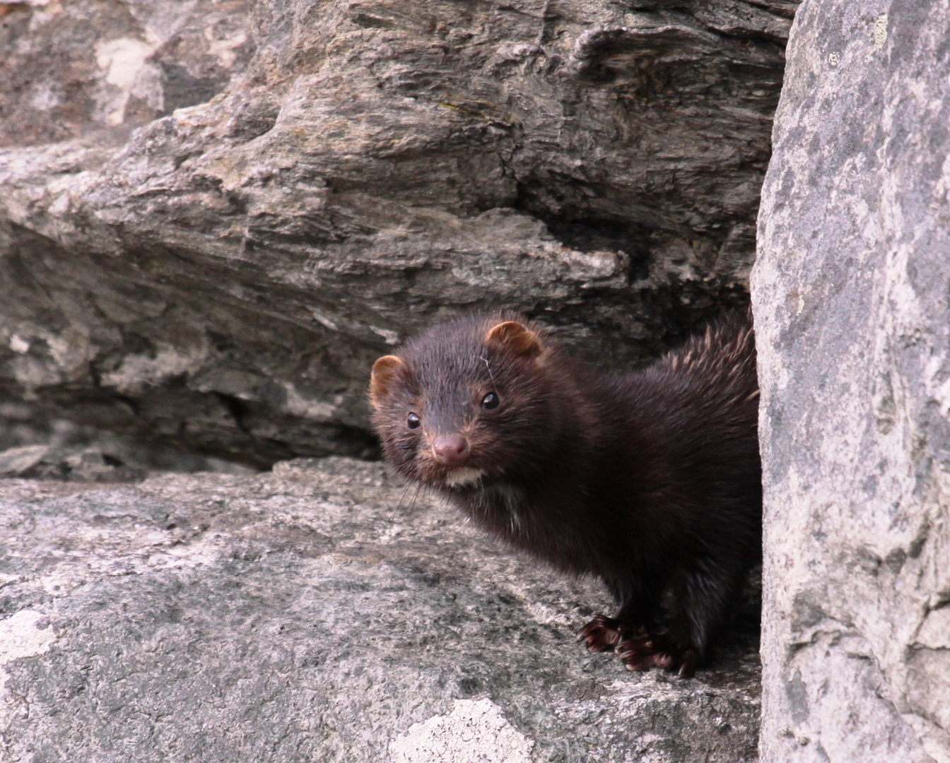 Neugieriger Mink