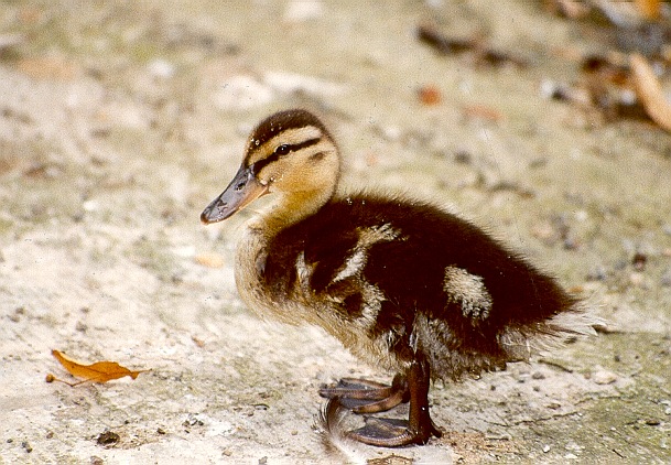 Neugieriger Nachwuchs