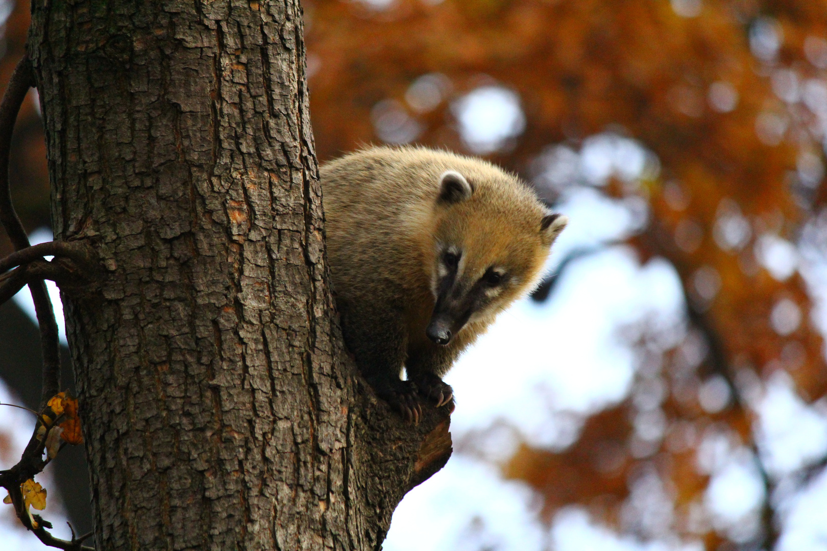 neugieriger Nasenbär