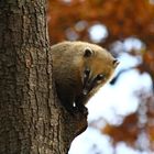 neugieriger Nasenbär