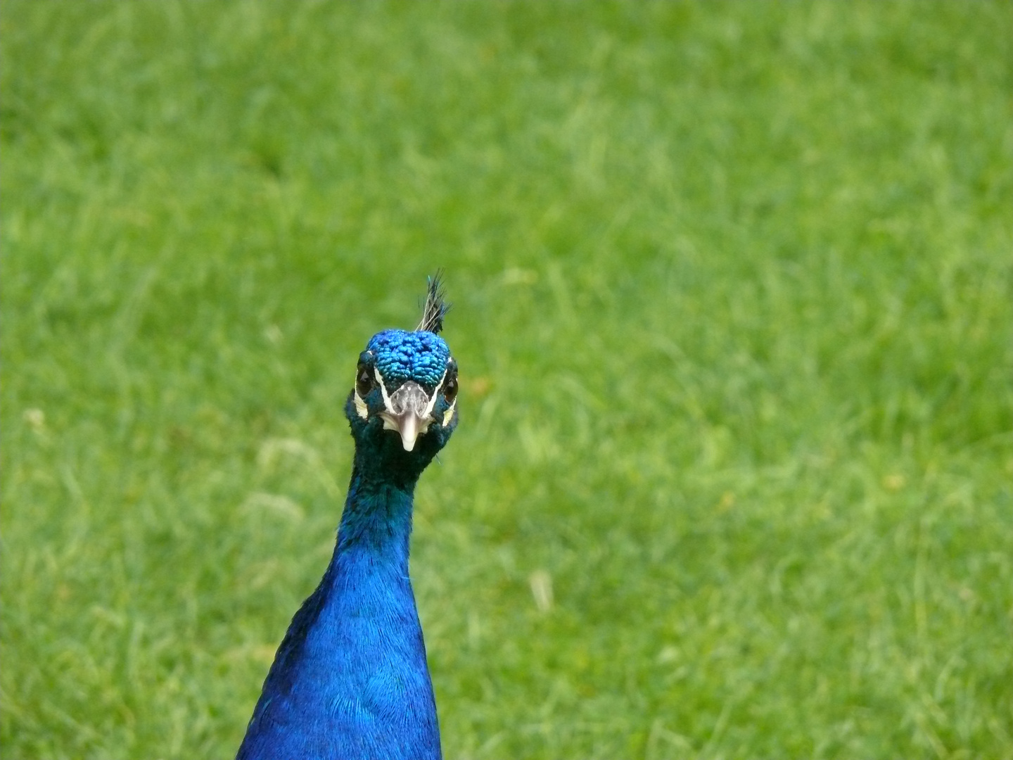 Neugieriger Pfau