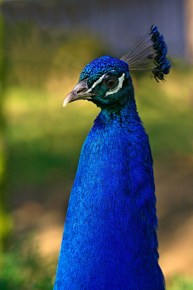 Neugieriger Pfau