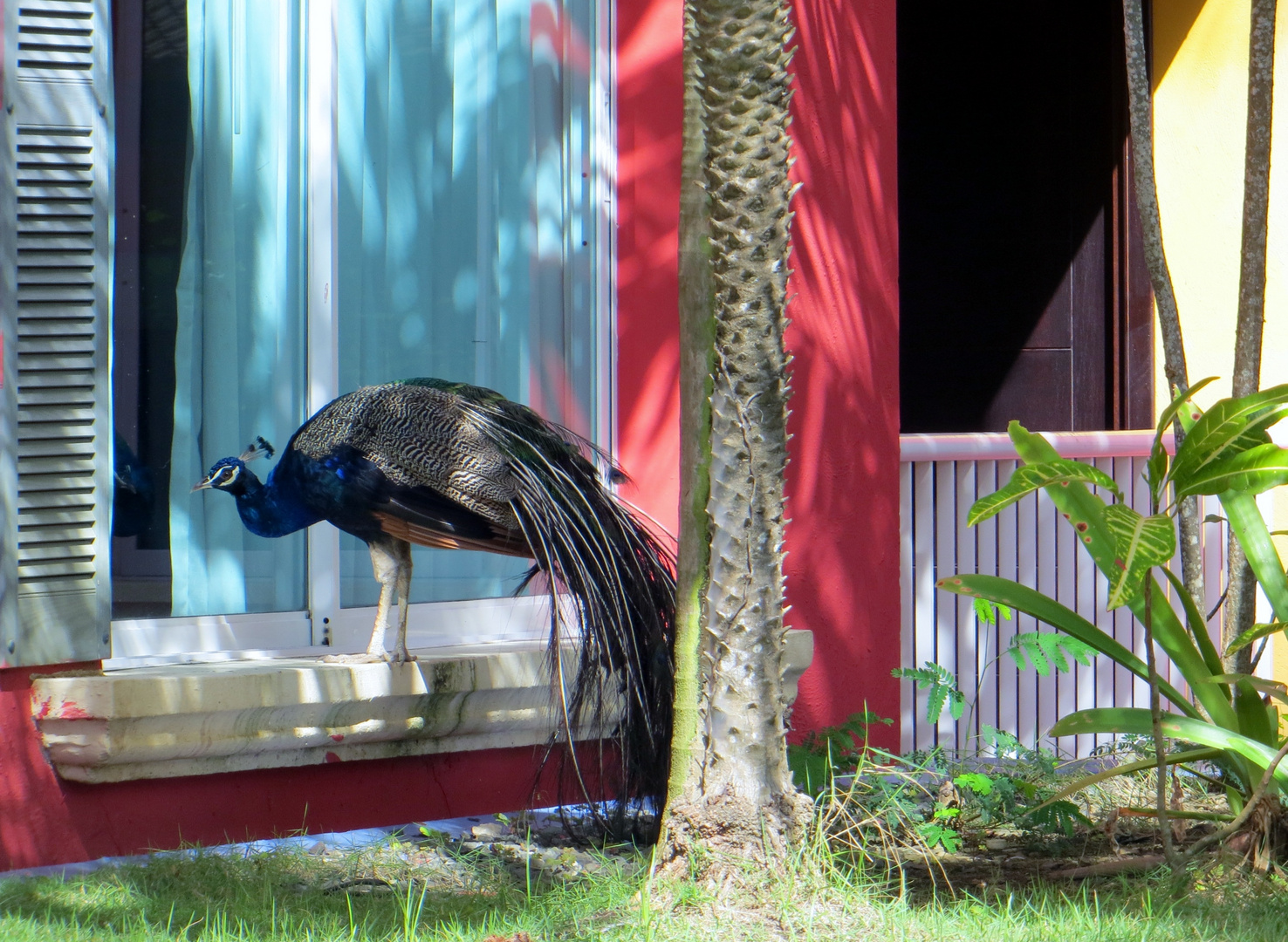 neugieriger Pfau