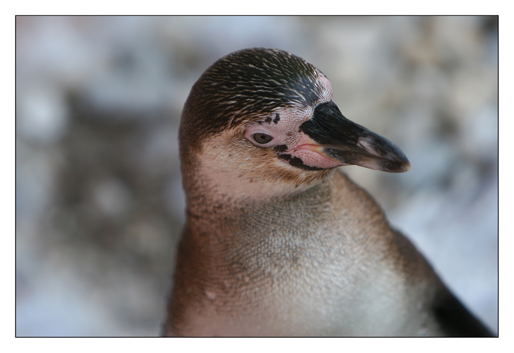 Neugieriger Pinguin