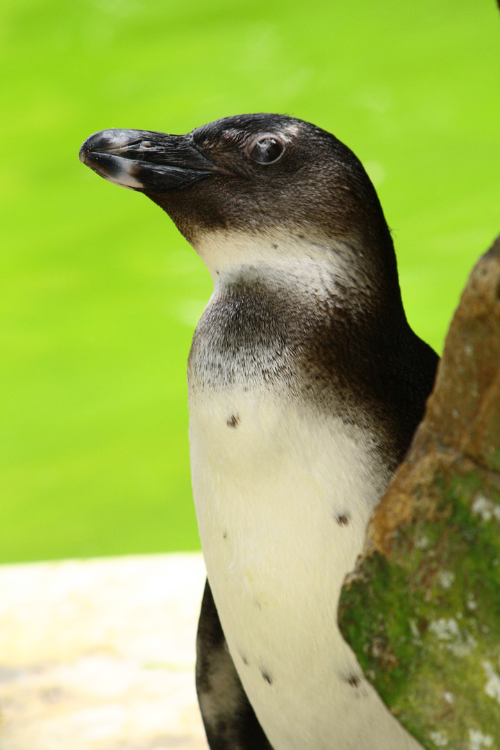 neugieriger Pinguin