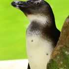 neugieriger Pinguin