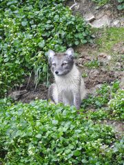 Neugieriger Polarfuchs