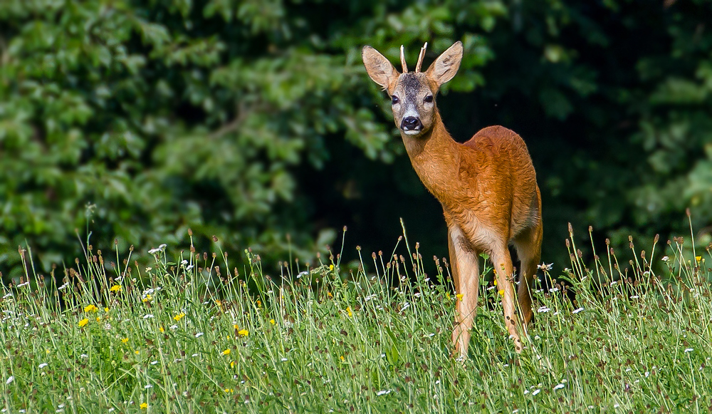 Neugieriger Rehbock - müsste ein Jährling sein oder?