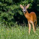 Neugieriger Rehbock - müsste ein Jährling sein oder?