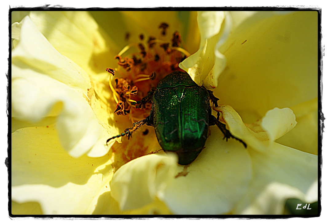 neugieriger Rosenkäfer