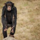 Neugieriger Schimpanse