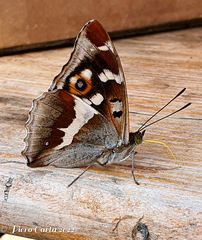 *** neugieriger Schmetterling ***