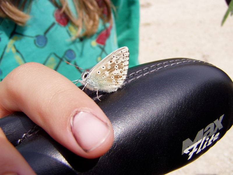 neugieriger Schmetterling