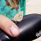 neugieriger Schmetterling