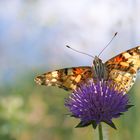 neugieriger Schmetterling