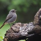 Neugieriger "Schornsteinfeger-Azubi"....