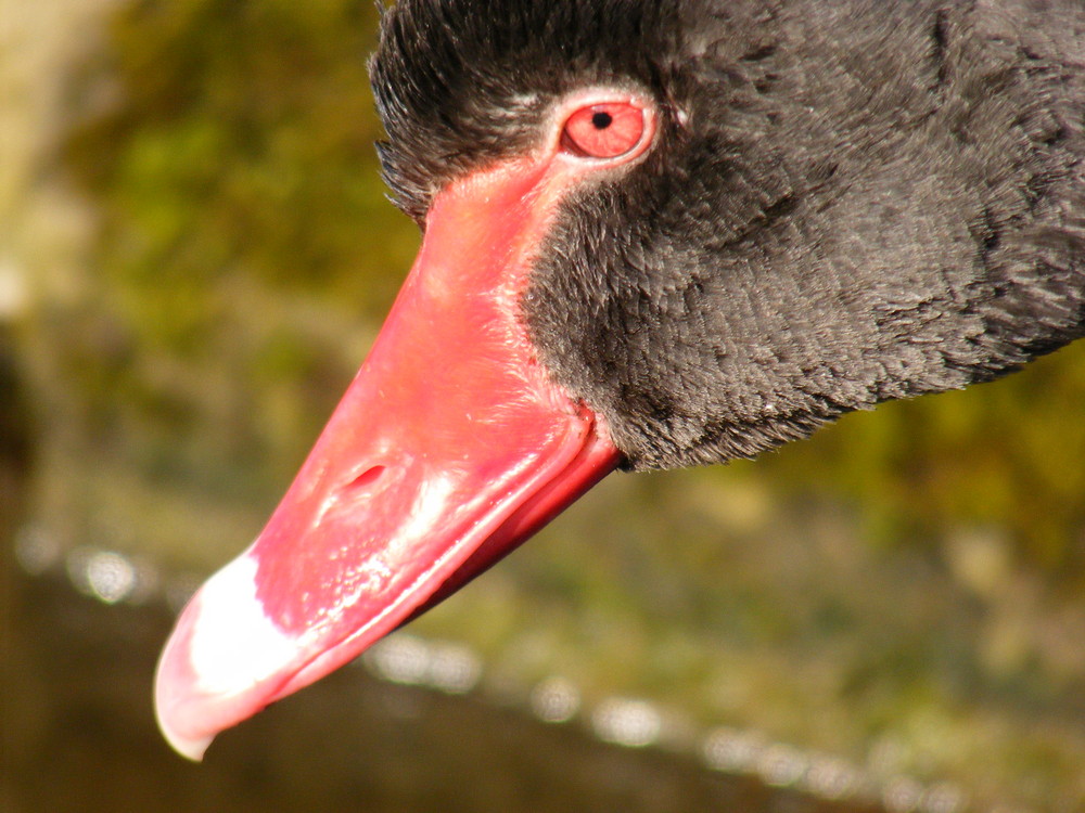 neugieriger Schwan