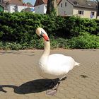 Neugieriger Schwan,