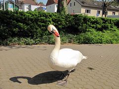 Neugieriger Schwan,