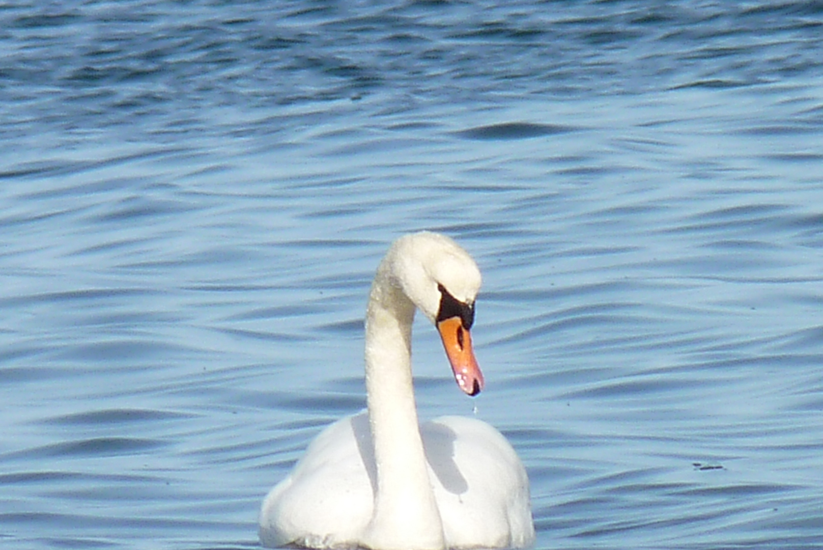 Neugieriger Schwan