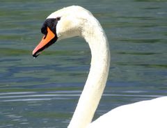 Neugieriger Schwan