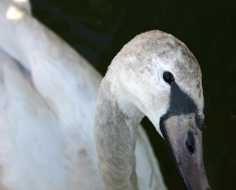 Neugieriger Schwan