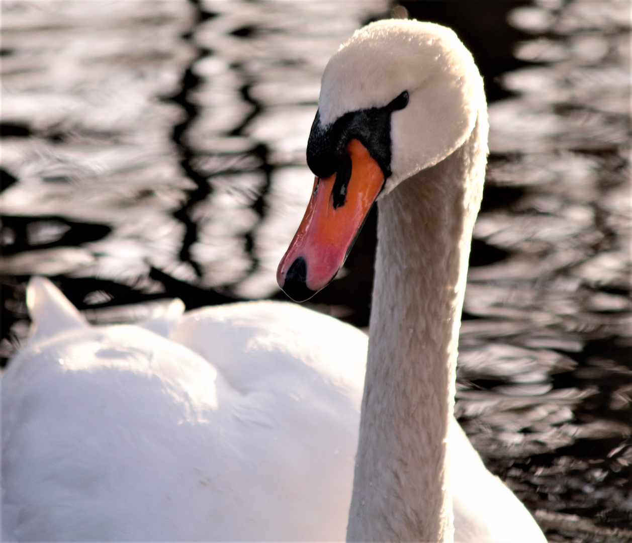 Neugieriger Schwan