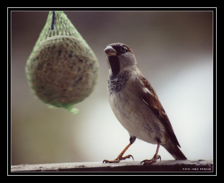 Neugieriger Spatz