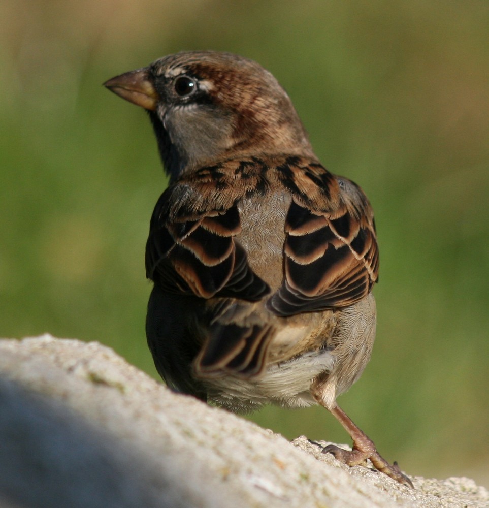 neugieriger spatz