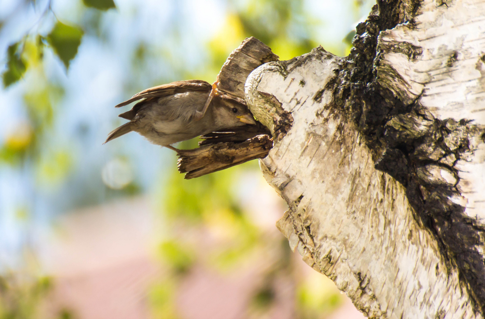 neugieriger Spatz