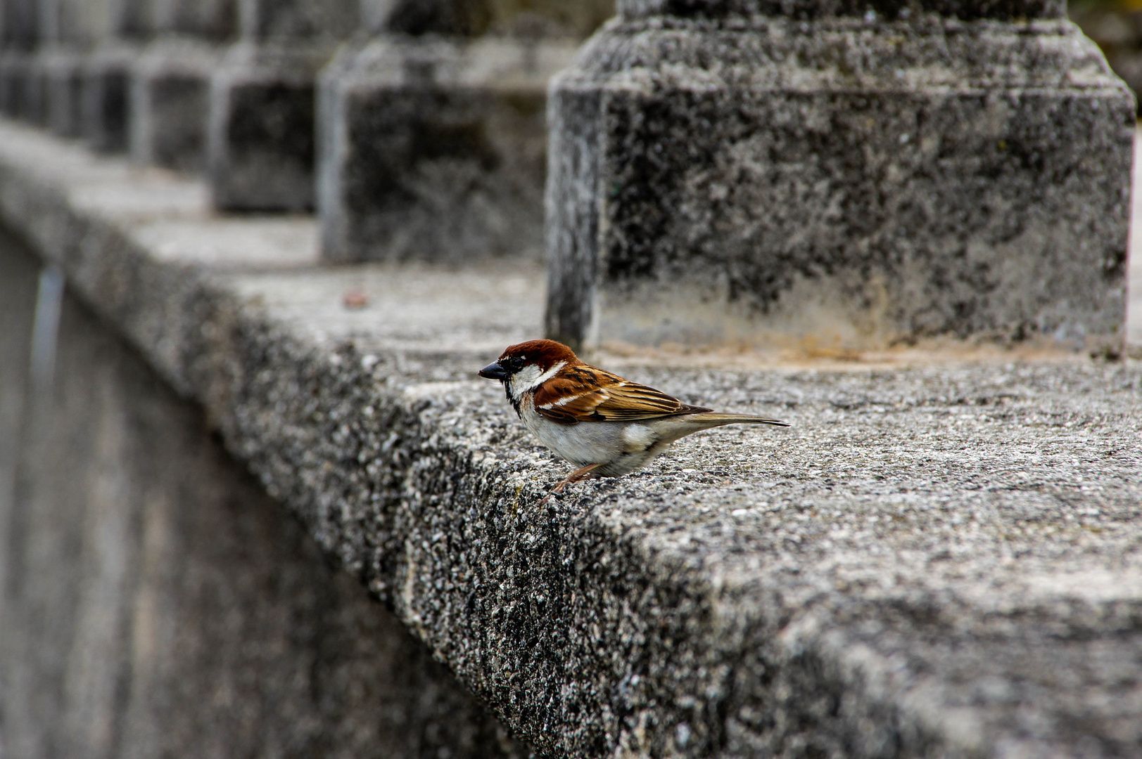 Neugieriger Spatz