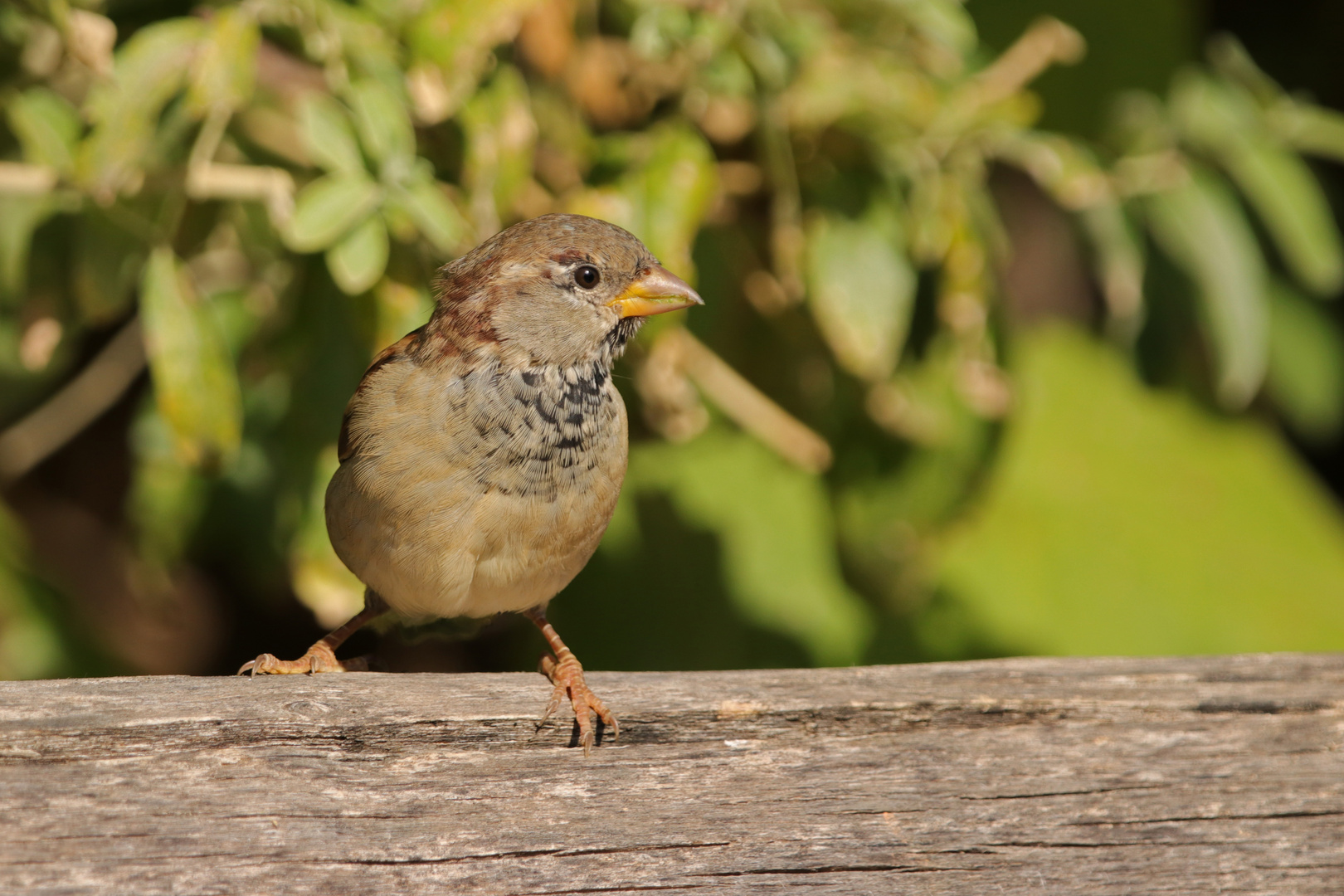 Neugieriger Spatz