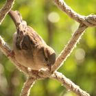 neugieriger Spatz