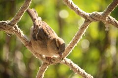 neugieriger Spatz