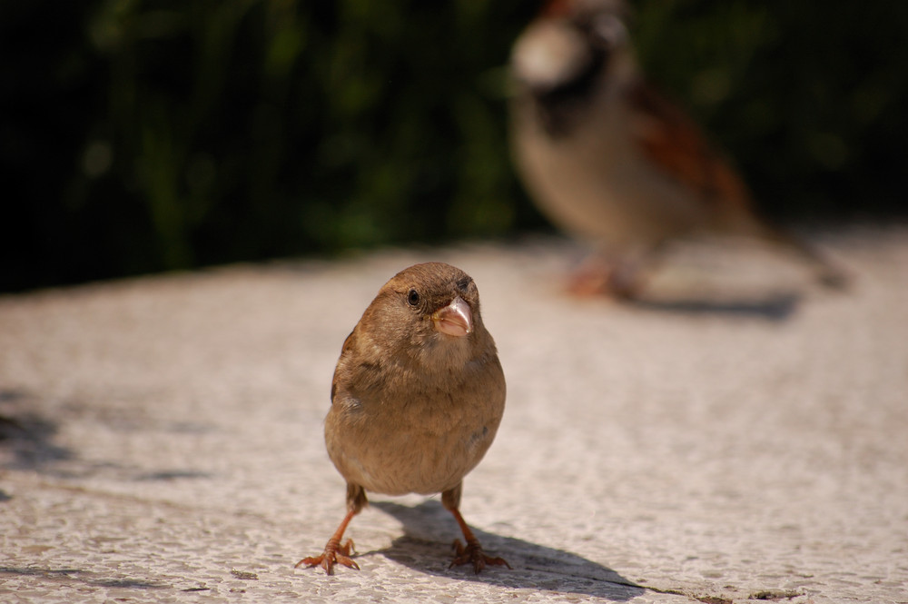 Neugieriger Spatz