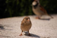 Neugieriger Spatz