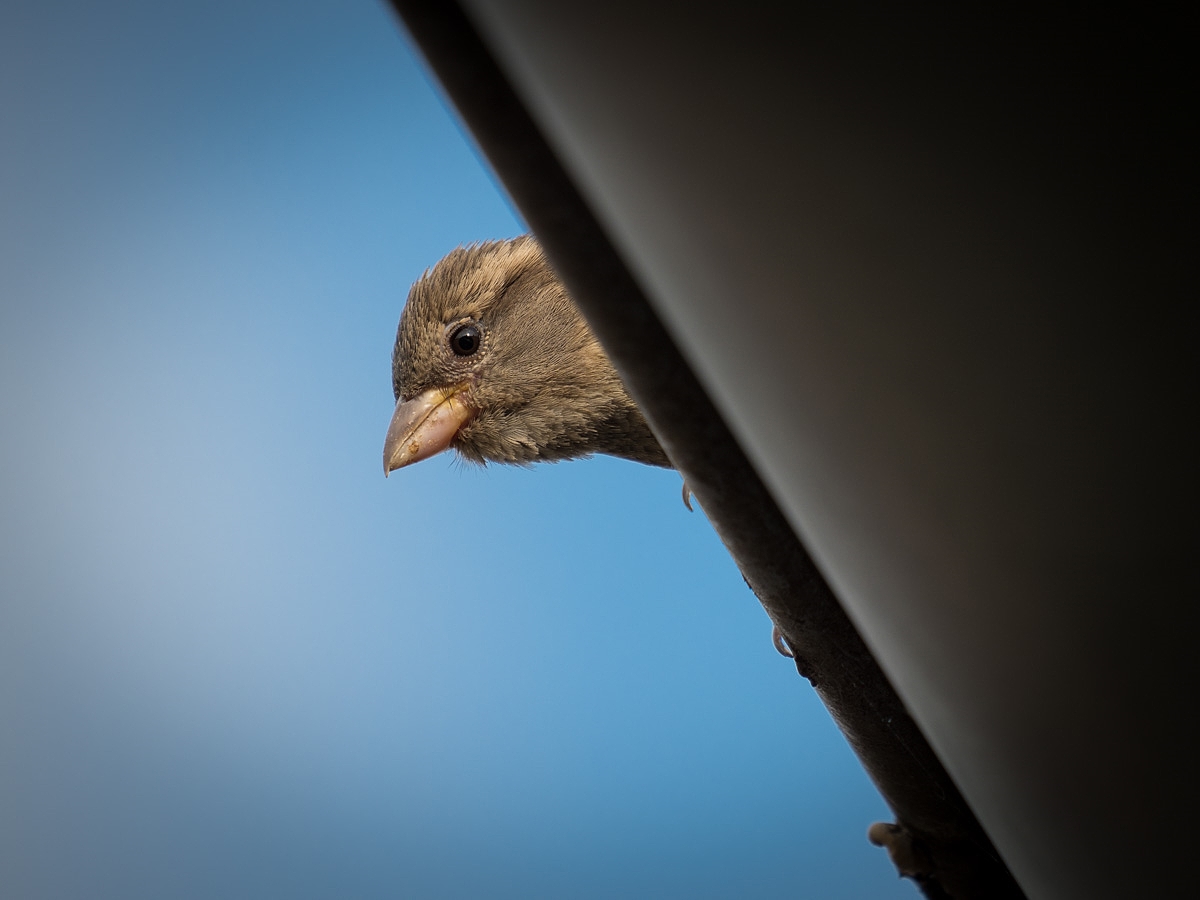 Neugieriger Spatz