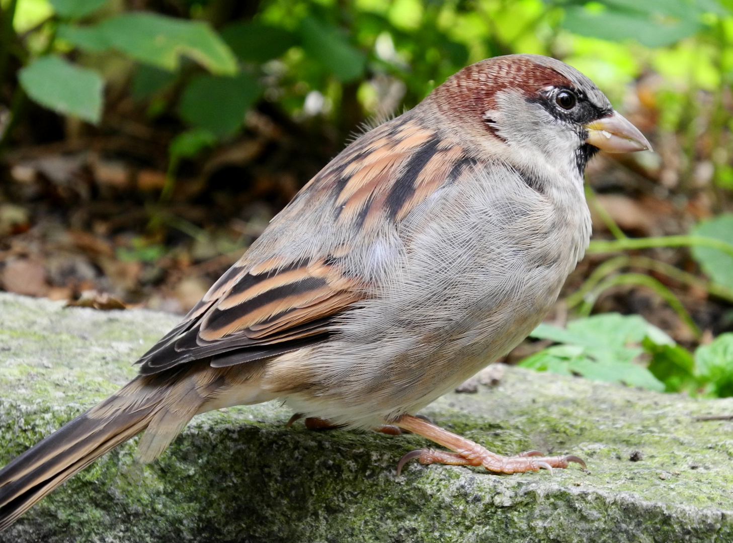 Neugieriger Spatz