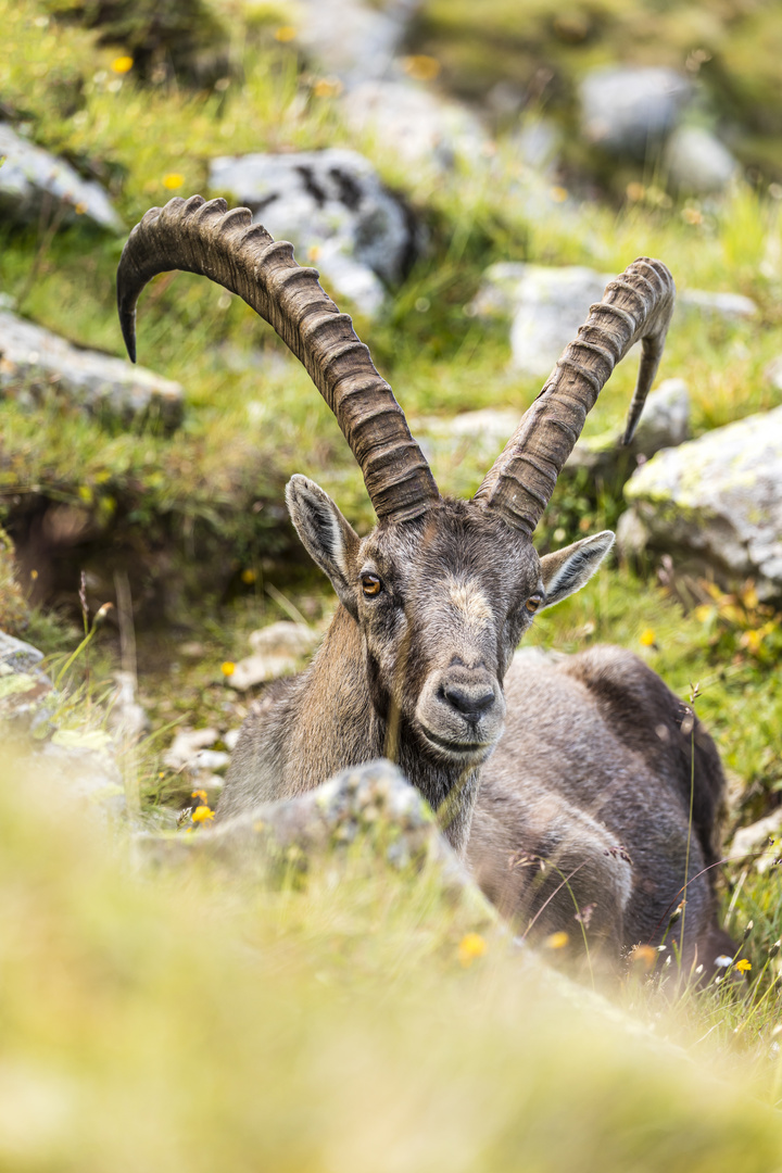 Neugieriger Steinbock