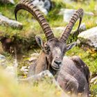 Neugieriger Steinbock